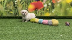 Crossbreed Pekingese x Maltese Puppy for sale